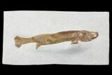 Lower Turonian Fossil Fish - Goulmima, Morocco #76410-1